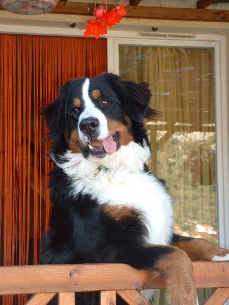 Balou du clos de la Cigalière