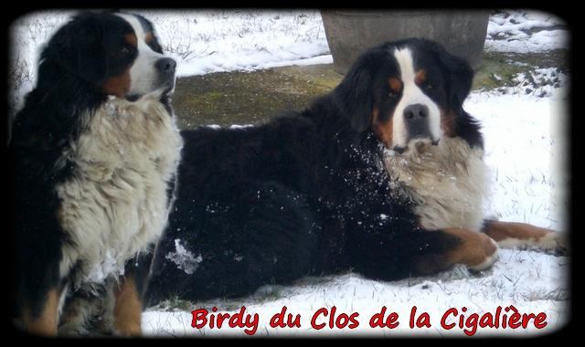 Birdy du clos de la Cigalière