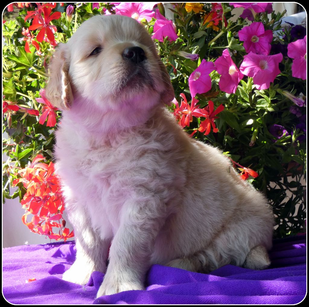 Chiot Golden Retriever du clos de la Cigalière