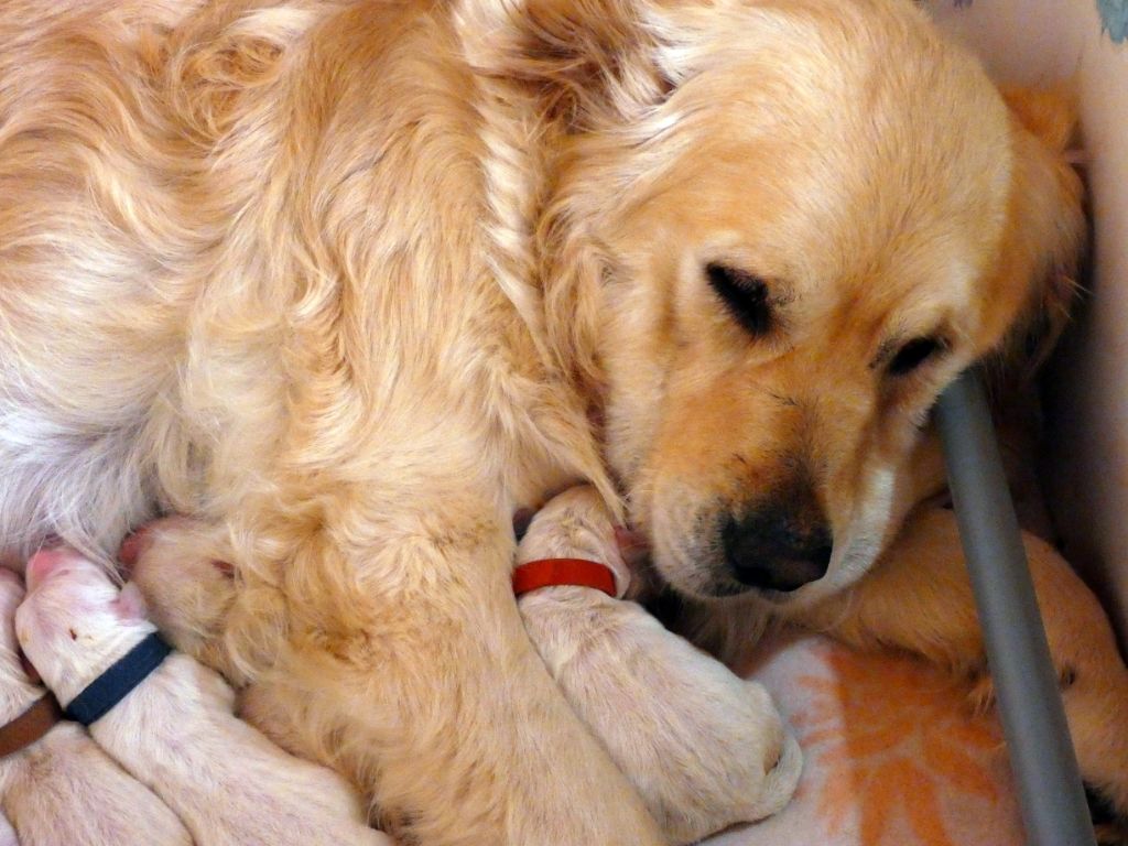 du clos de la Cigalière - Golden Retriever - Portée née le 09/11/2019