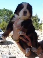 FILOU